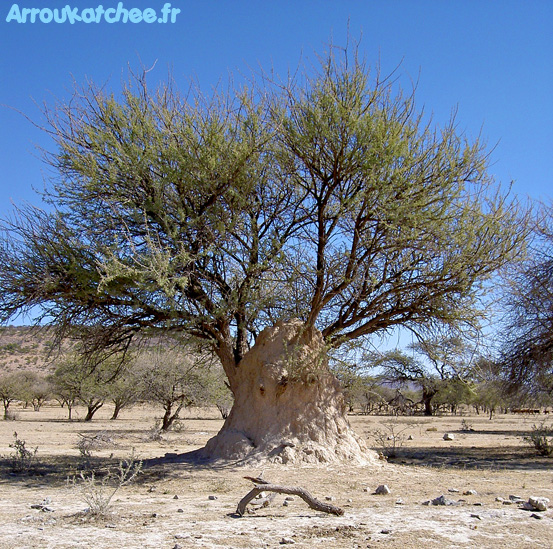 termitire namibie